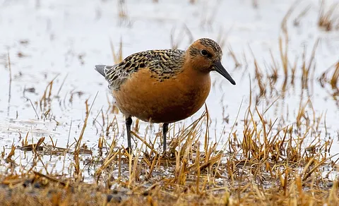 Red Knot (Calidris canutus) — photo 2 of 4
