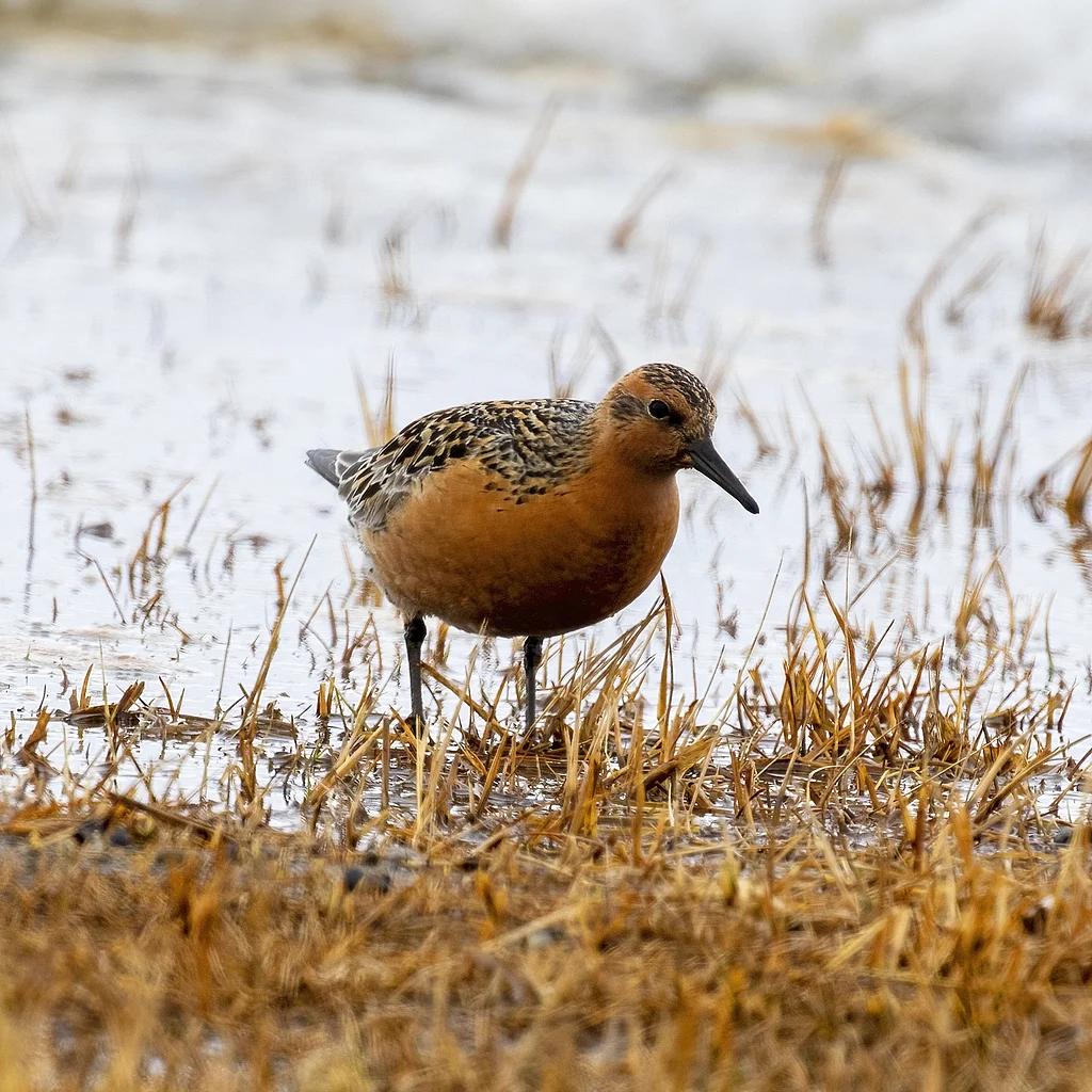 Red Knot (Calidris canutus) — photo 2 of 4