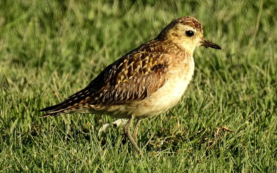 Pacific Golden Plover (Pluvialis fulva) — photo 2 of 6