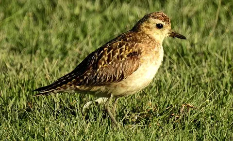 Pacific Golden Plover (Pluvialis fulva) — photo 2 of 6