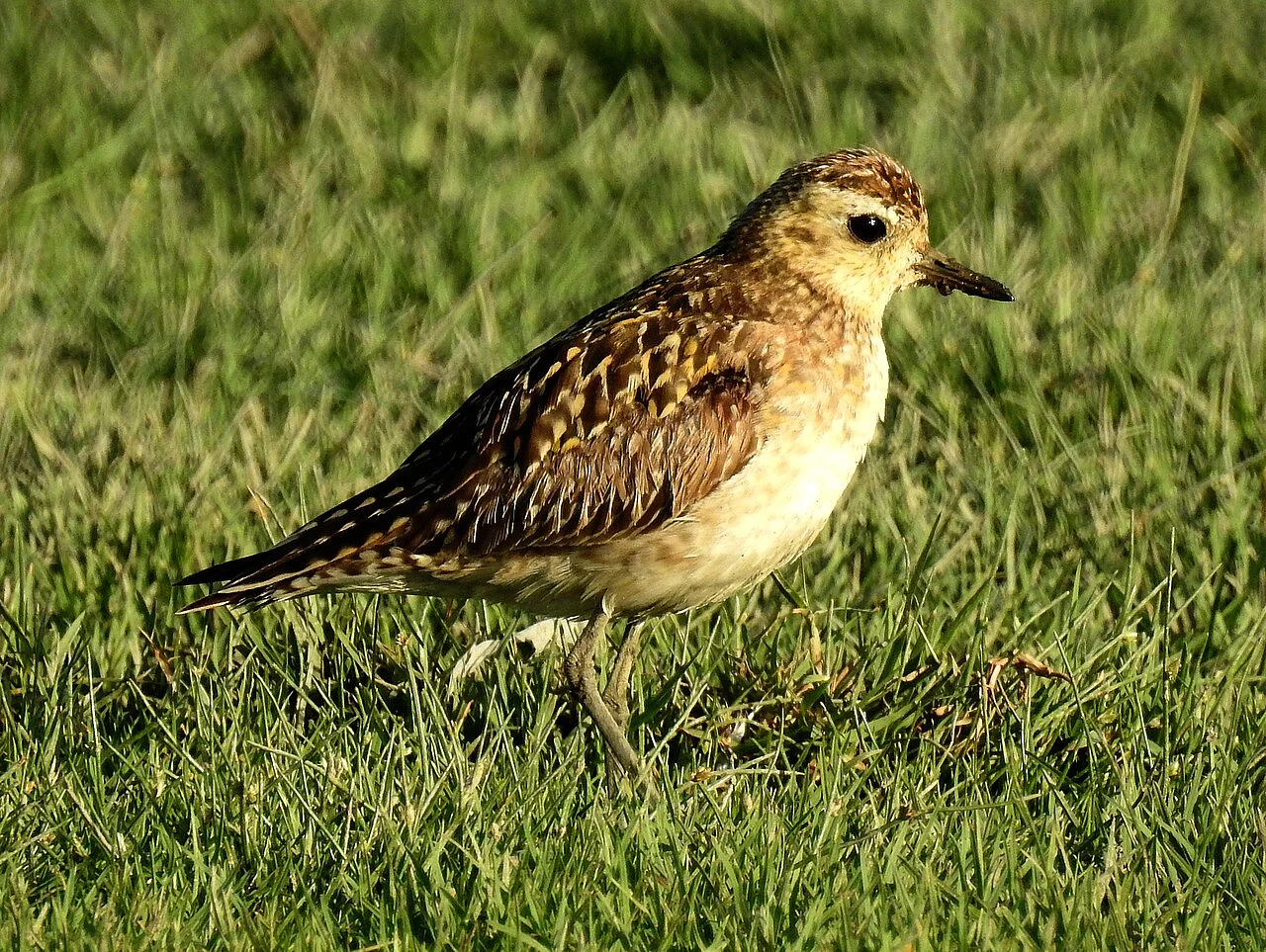 Pacific Golden Plover (Pluvialis fulva) — photo 2 of 6