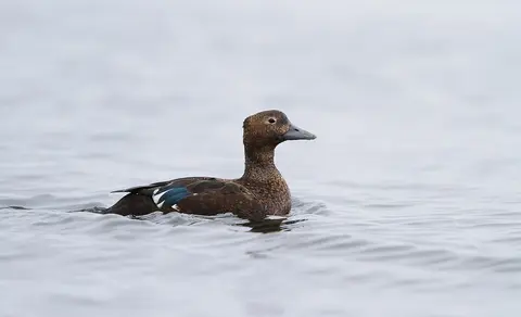 Steller’s Eider (Polysticta stelleri) — photo 2 of 7