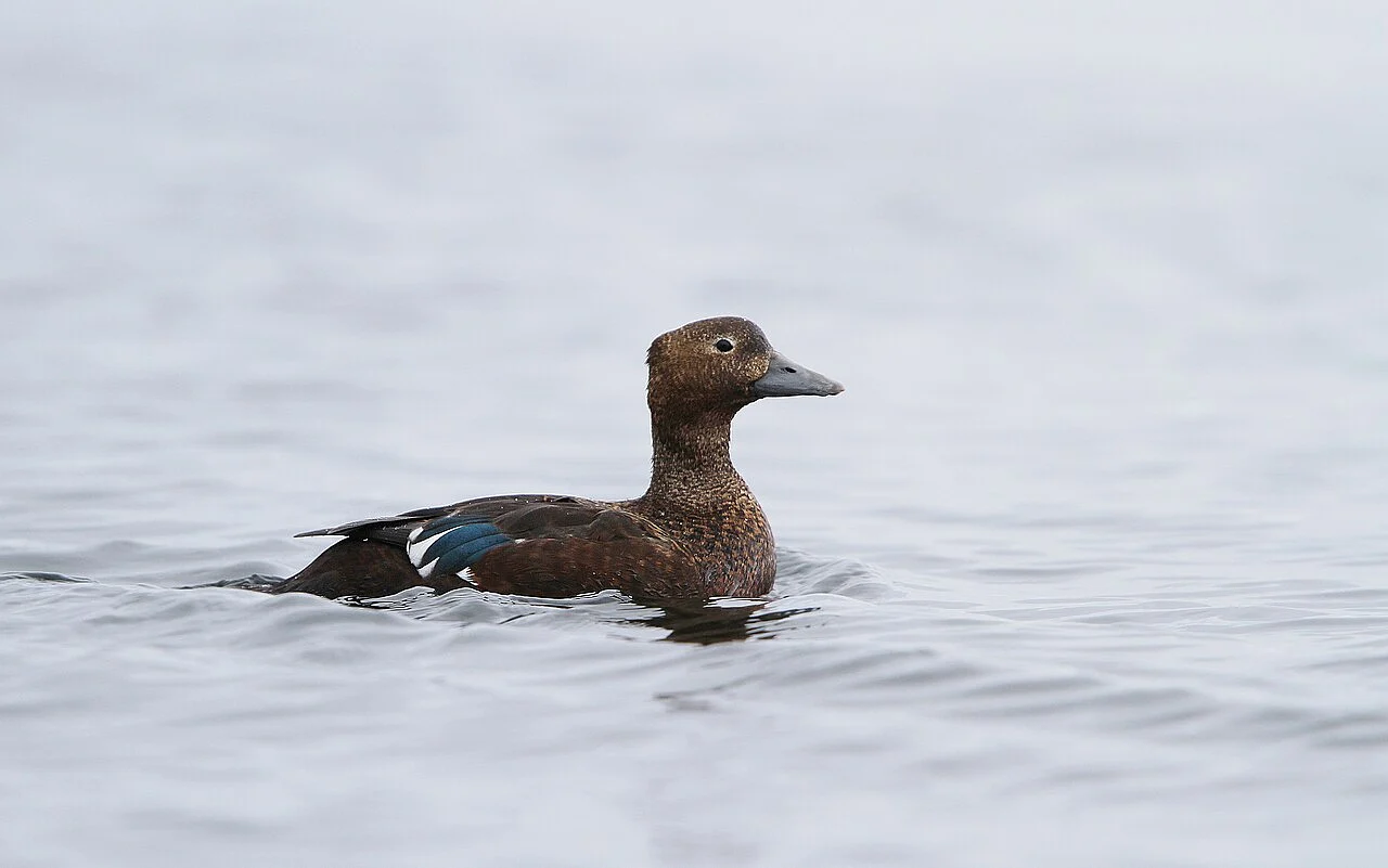Steller’s Eider (Polysticta stelleri) — photo 2 of 7