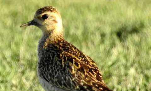 Pacific Golden Plover (Pluvialis fulva) — photo 3 of 6