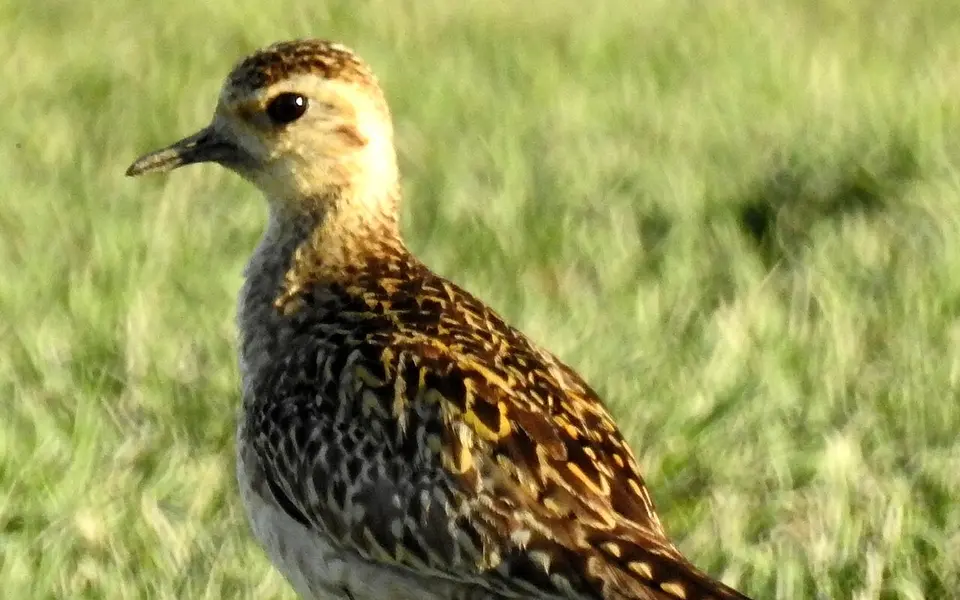 Pacific Golden Plover (Pluvialis fulva) — photo 3 of 6
