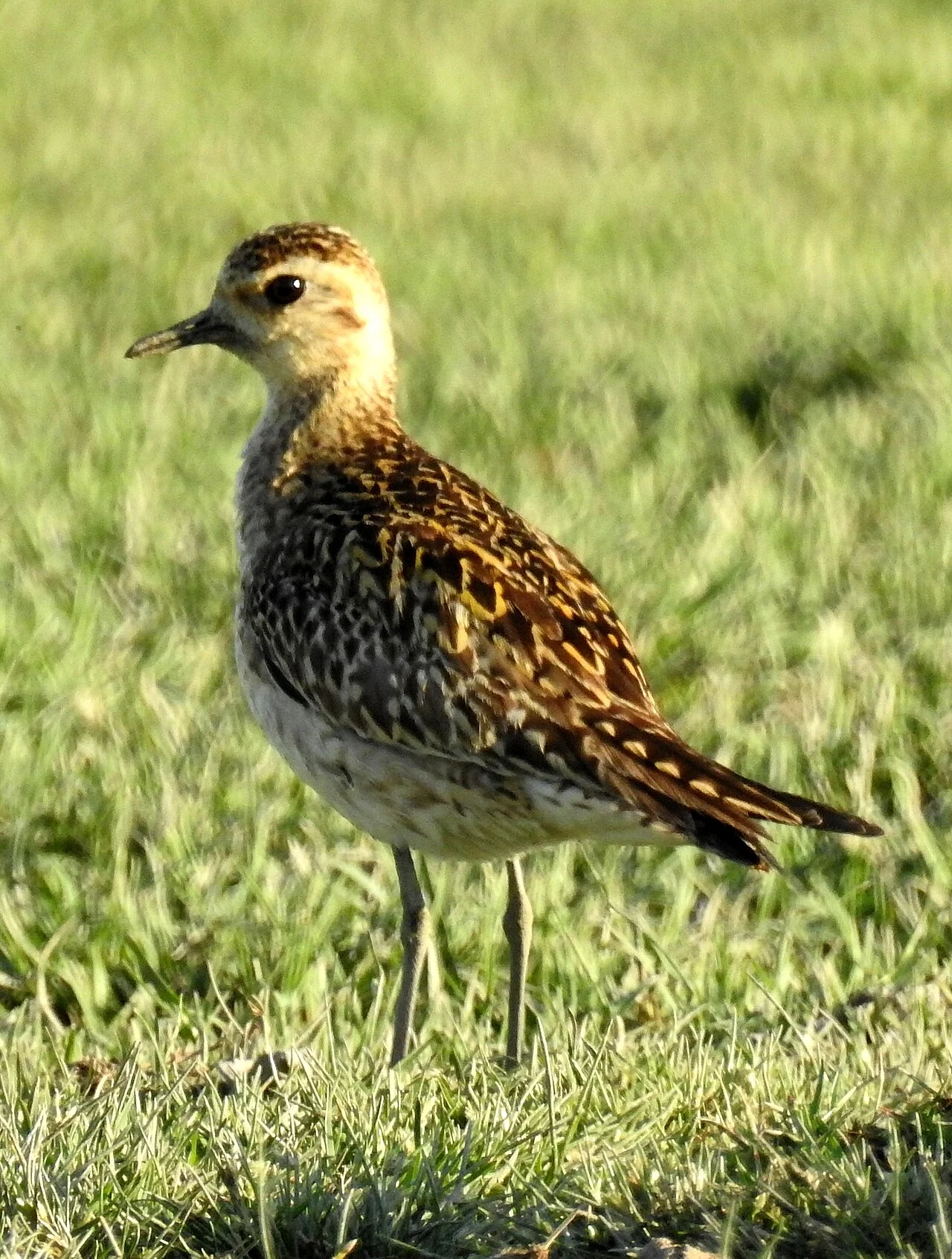 Pacific Golden Plover (Pluvialis fulva) — photo 3 of 6