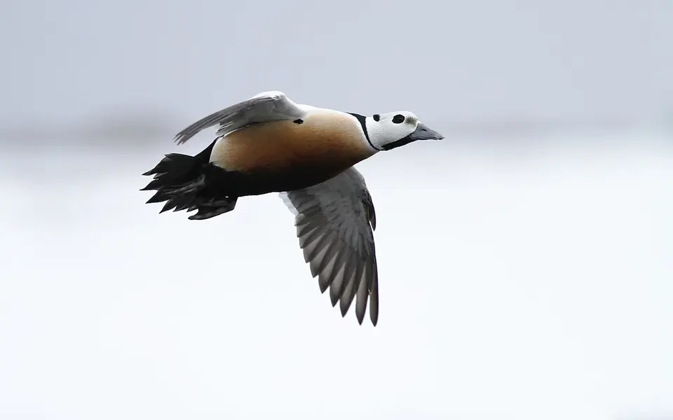 Steller’s Eider (Polysticta stelleri) — photo 3 of 7