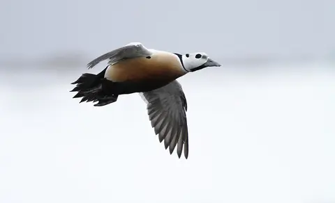 Steller’s Eider (Polysticta stelleri) — photo 3 of 7