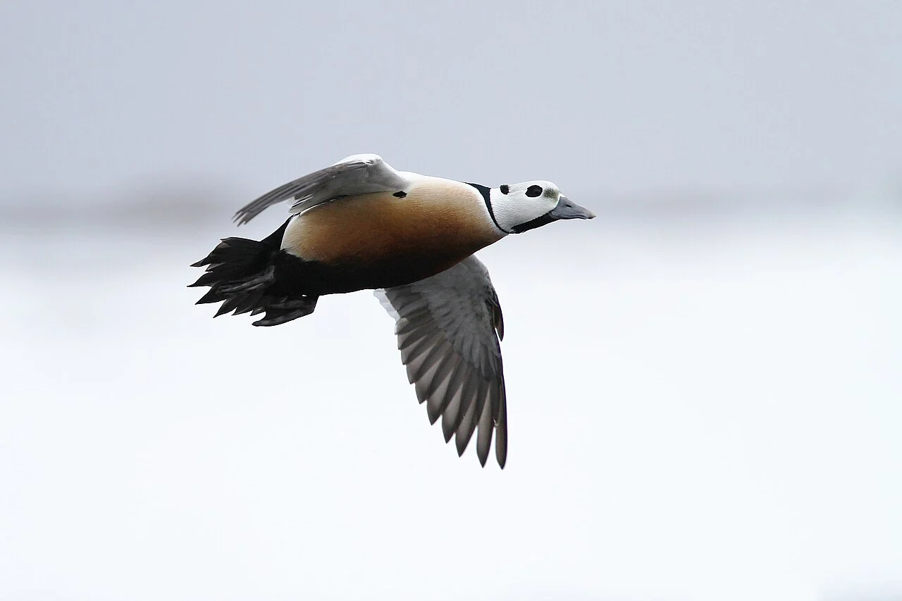 Steller’s Eider (Polysticta stelleri) — photo 3 of 7