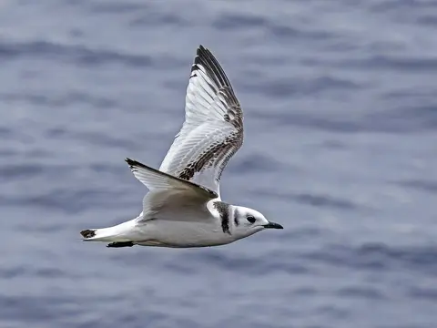 Black-legged Kittiwake