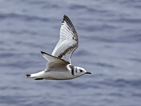 Black-legged Kittiwake