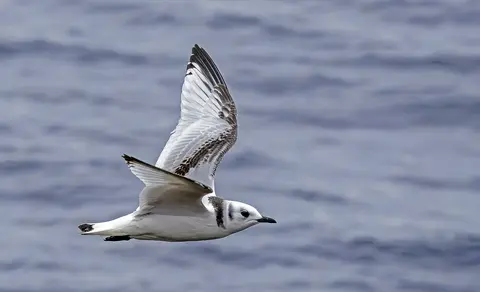 Black-legged Kittiwake (Rissa tridactyla) — photo 2 of 6