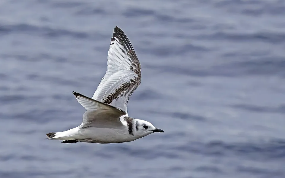 Black-legged Kittiwake (Rissa tridactyla) — photo 1 of 5