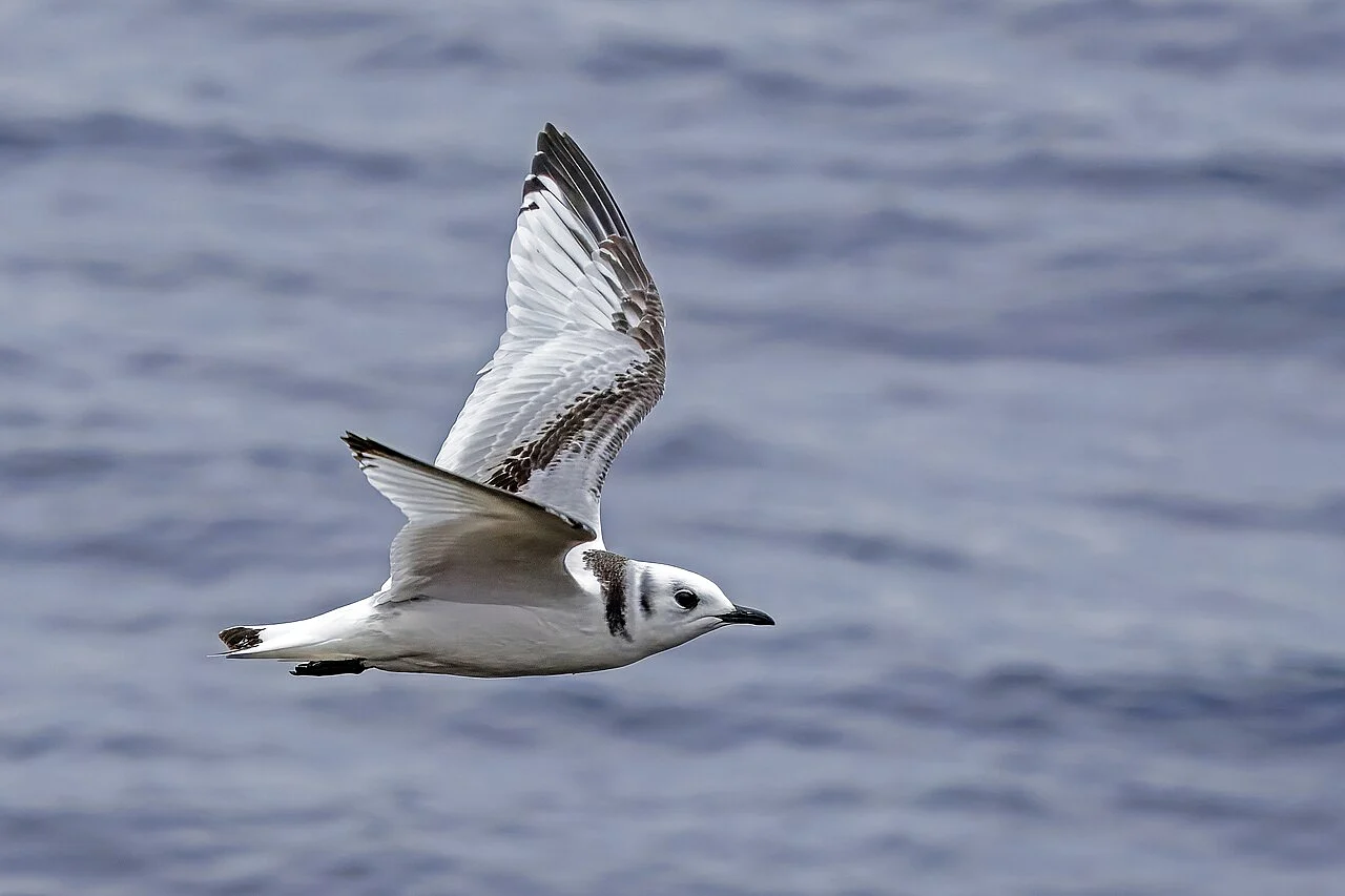 Black-legged Kittiwake (Rissa tridactyla) — photo 1 of 5
