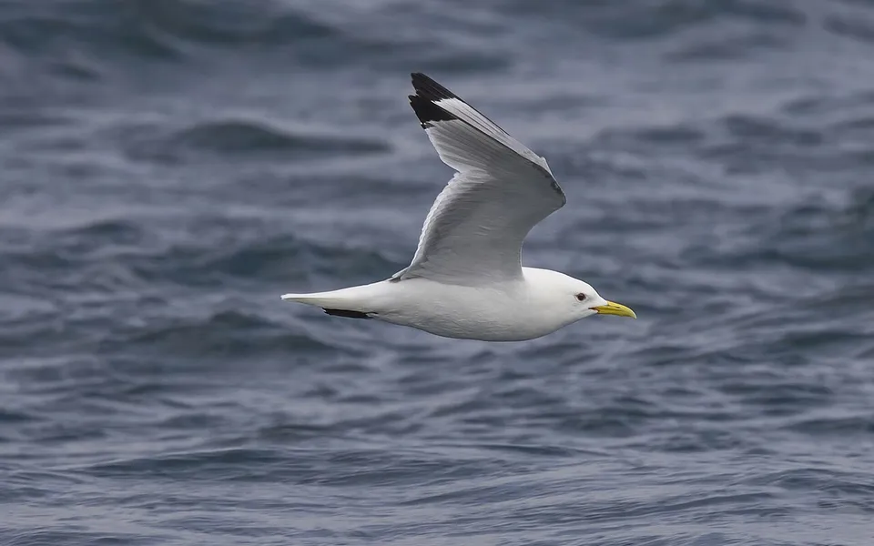 Black-legged Kittiwake (Rissa tridactyla) — photo 5 of 5