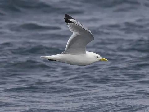 Black-legged Kittiwake