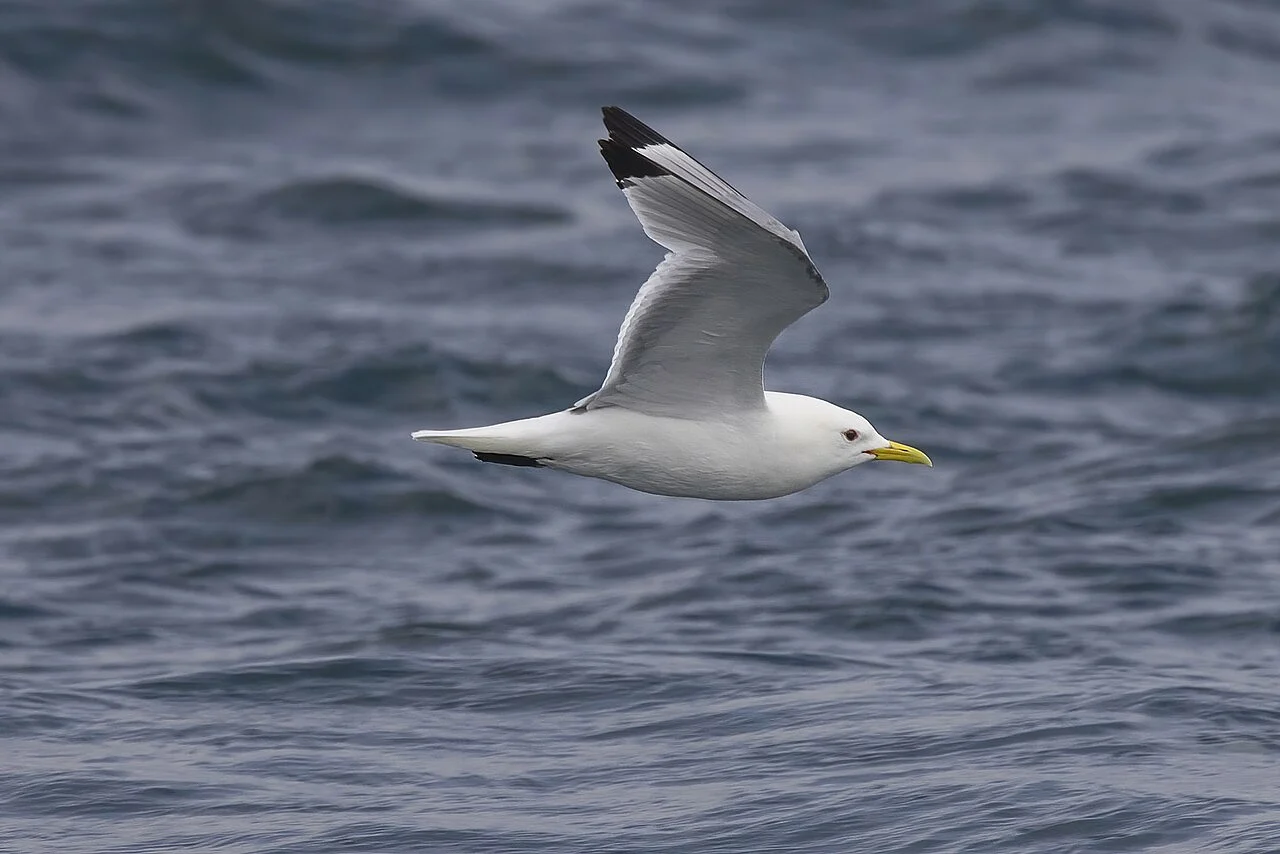 Black-legged Kittiwake (Rissa tridactyla) — photo 5 of 5