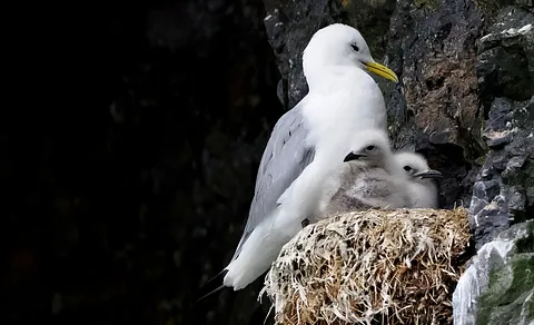 Black-legged Kittiwake (Rissa tridactyla) — photo 2 of 5