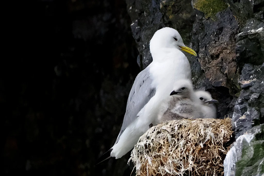 Black-legged Kittiwake (Rissa tridactyla) — photo 2 of 5