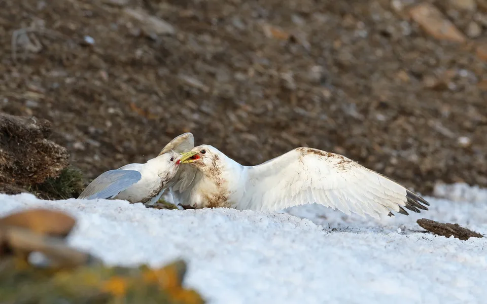 Black-legged Kittiwake (Rissa tridactyla) — photo 3 of 5