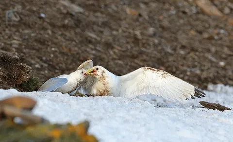 Black-legged Kittiwake (Rissa tridactyla) — photo 3 of 5