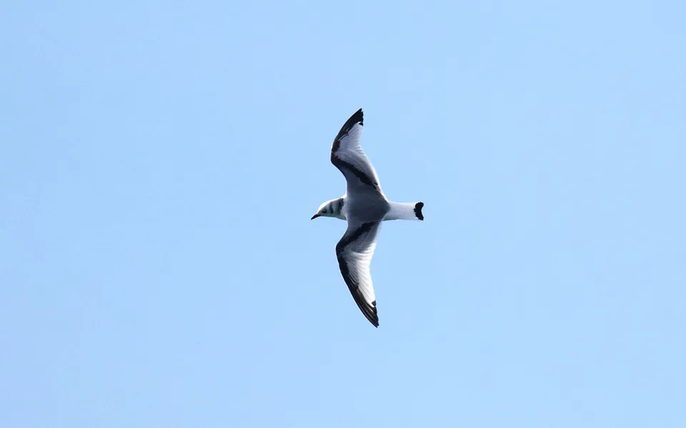 Black-legged Kittiwake (Rissa tridactyla) — photo 4 of 5