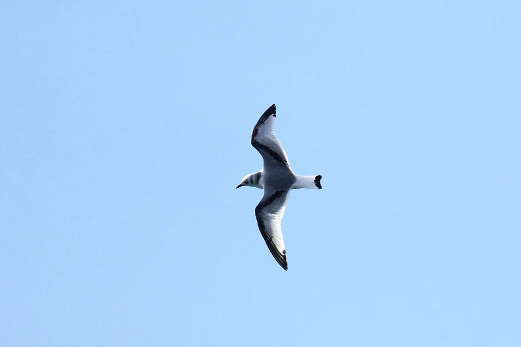 Black-legged Kittiwake (Rissa tridactyla) — photo 4 of 5