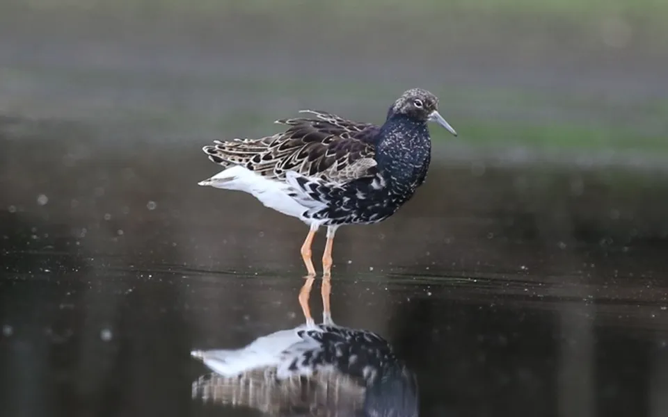 Ruff (Calidris pugnax) — photo 2 of 5
