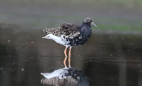 Ruff (Calidris pugnax) — photo 2 of 5