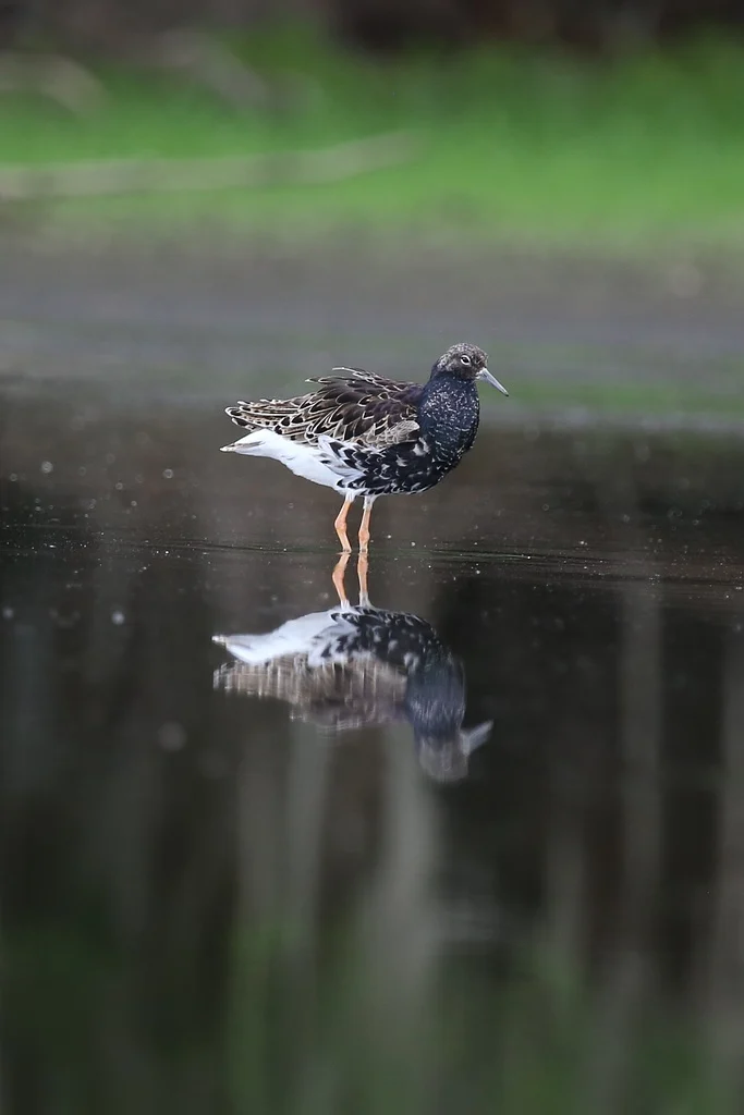 Ruff (Calidris pugnax) — photo 2 of 5