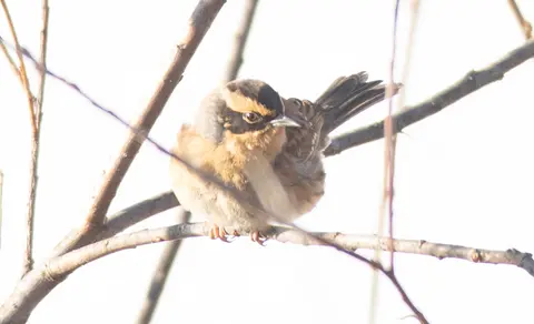 Siberian Accentor (Prunella montanella) — photo 2 of 4