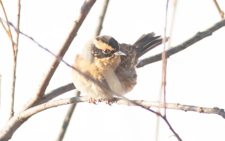 Siberian Accentor (Prunella montanella) — photo 2 of 4