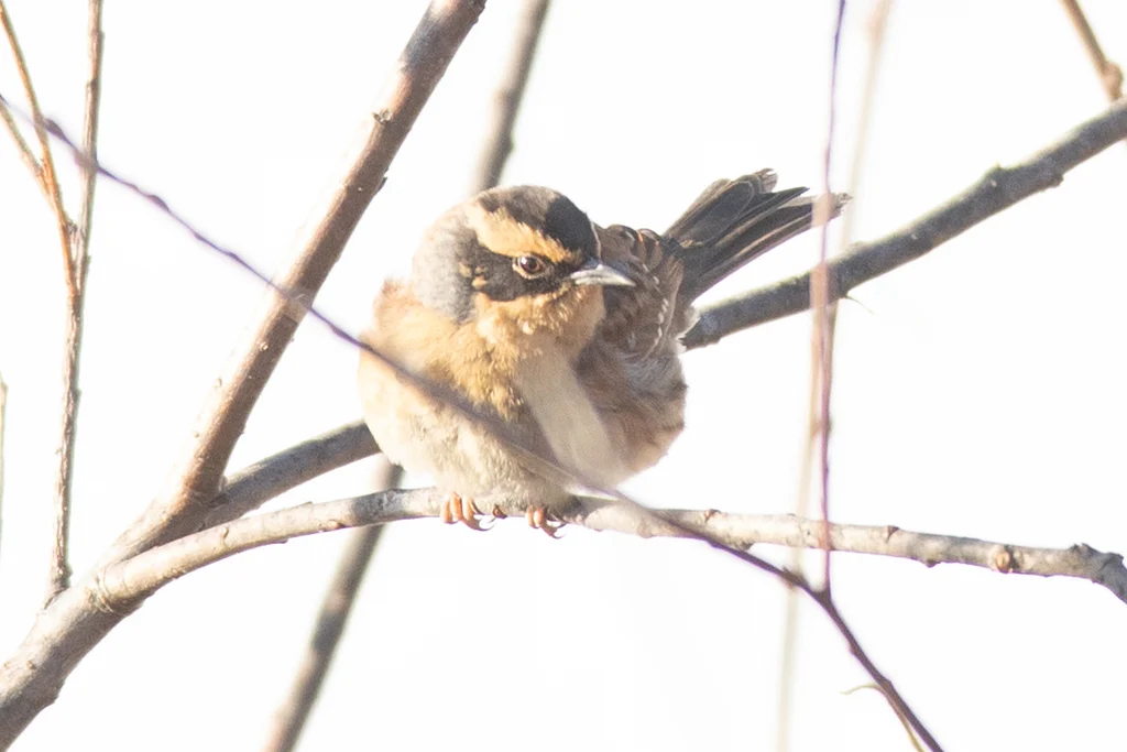 Siberian Accentor (Prunella montanella) — photo 2 of 4