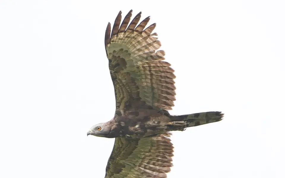 Crested Honey Buzzard (Pernis ptilorhynchus) — photo 8 of 9