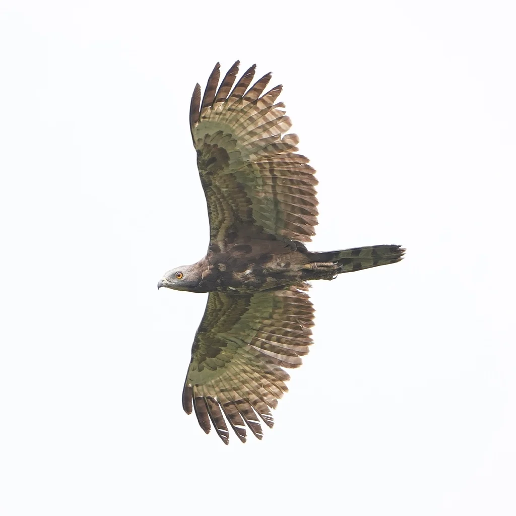 Crested Honey Buzzard (Pernis ptilorhynchus) — photo 8 of 9