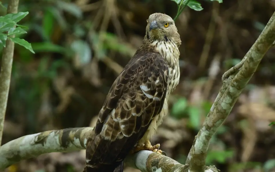 Crested Honey Buzzard (Pernis ptilorhynchus) — photo 9 of 9