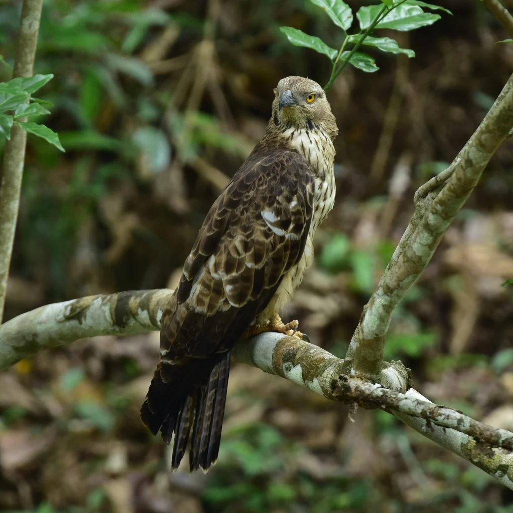 Crested Honey Buzzard (Pernis ptilorhynchus) — photo 9 of 9