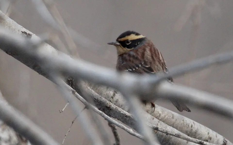 Siberian Accentor (Prunella montanella) — photo 4 of 4