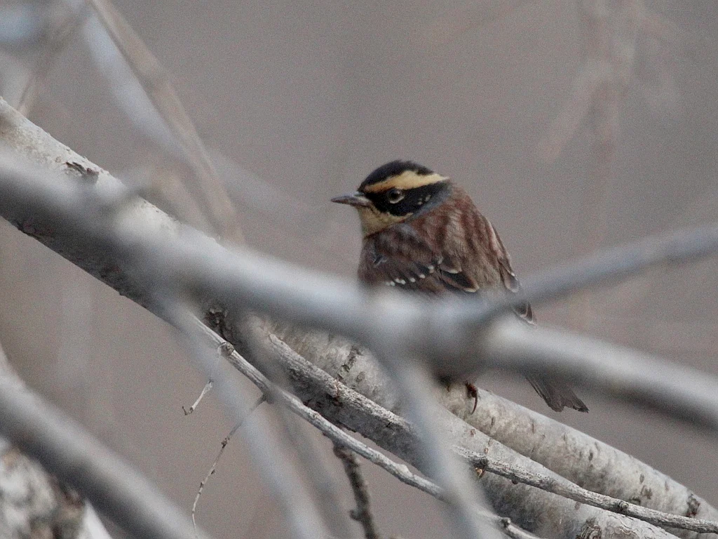 Siberian Accentor (Prunella montanella) — photo 4 of 4
