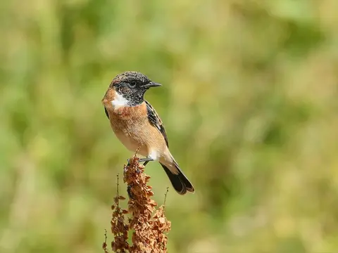 Siberian Stonechat