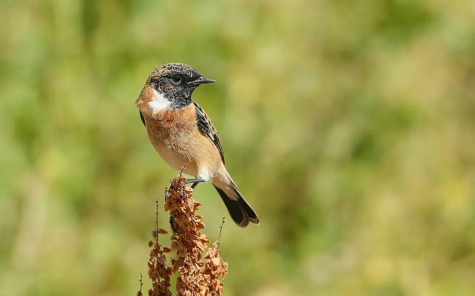 Siberian Stonechat (Saxicola maurus) — photo 1 of 7