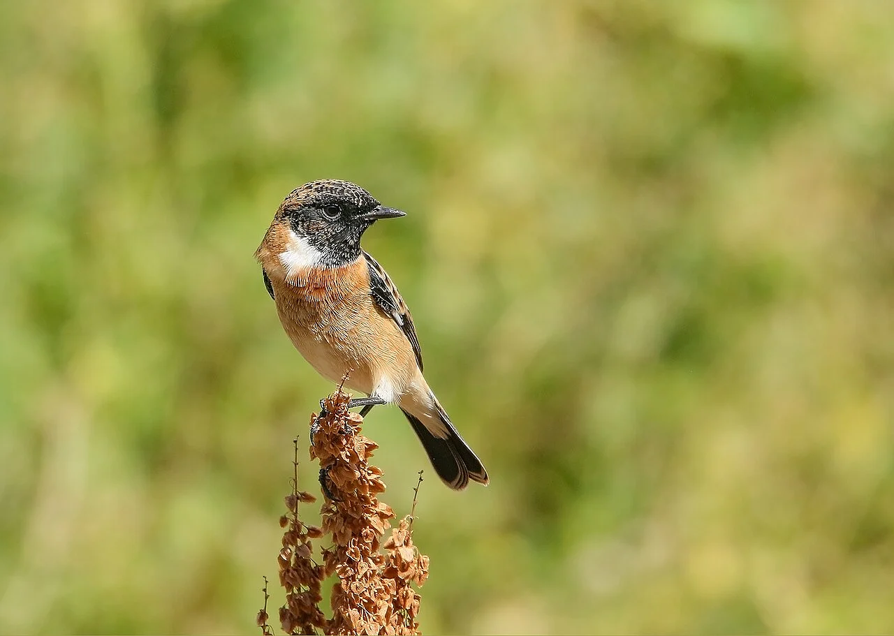 Siberian Stonechat (Saxicola maurus) — photo 1 of 7