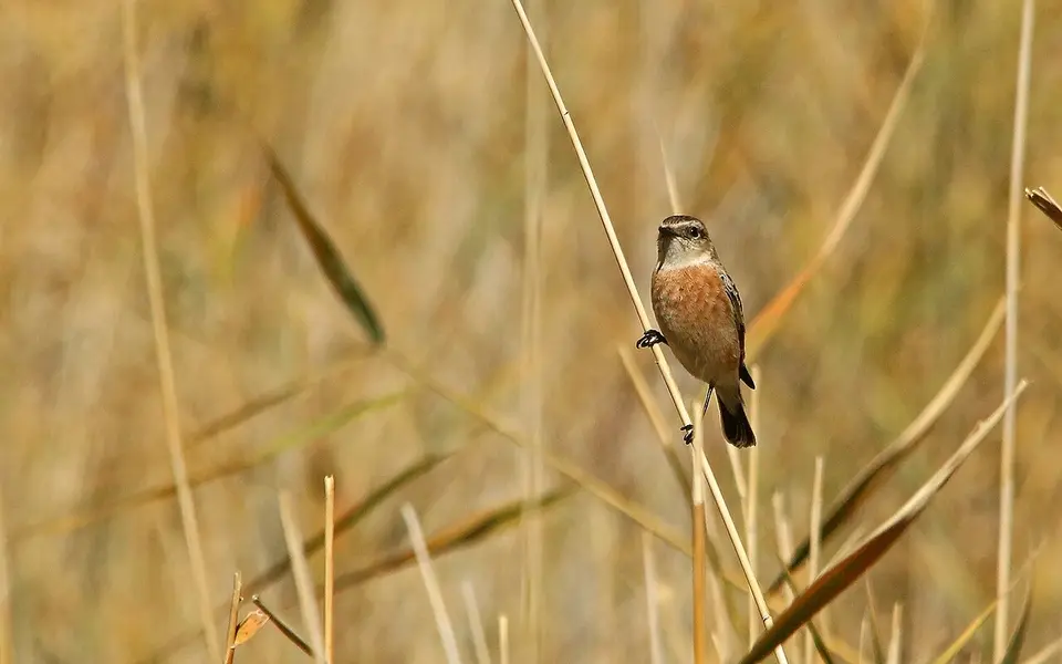 Siberian Stonechat (Saxicola maurus) — photo 4 of 7