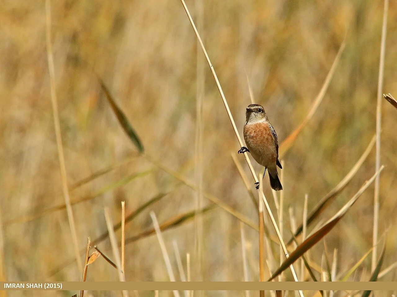 Siberian Stonechat (Saxicola maurus) — photo 4 of 7
