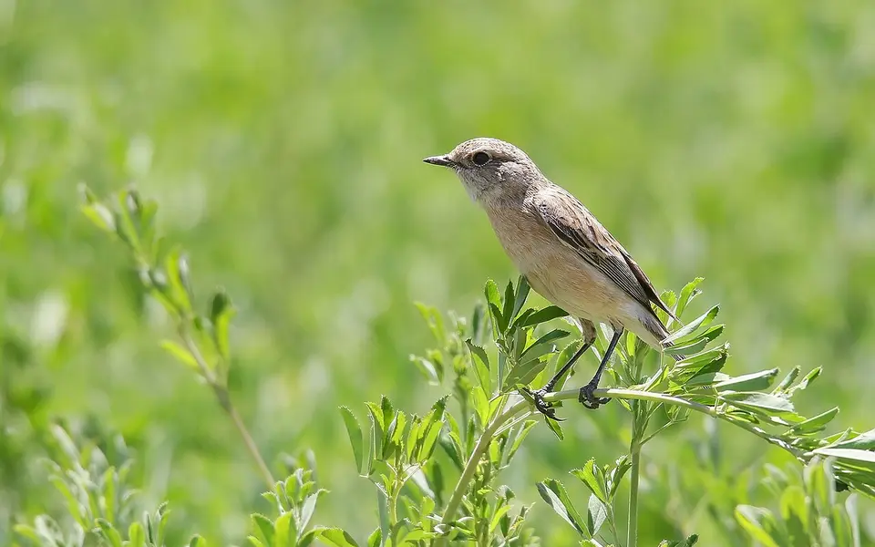 Siberian Stonechat (Saxicola maurus) — photo 5 of 7