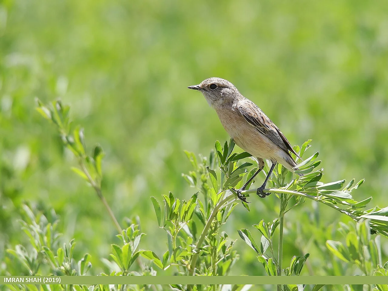 Siberian Stonechat (Saxicola maurus) — photo 5 of 7