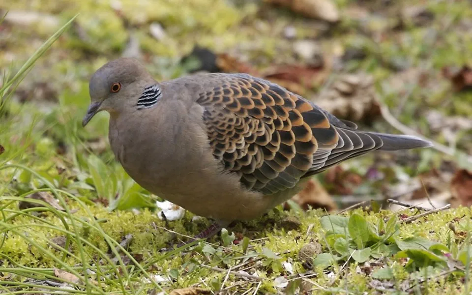 Oriental Turtle Dove (Streptopelia orientalis) — photo 8 of 8