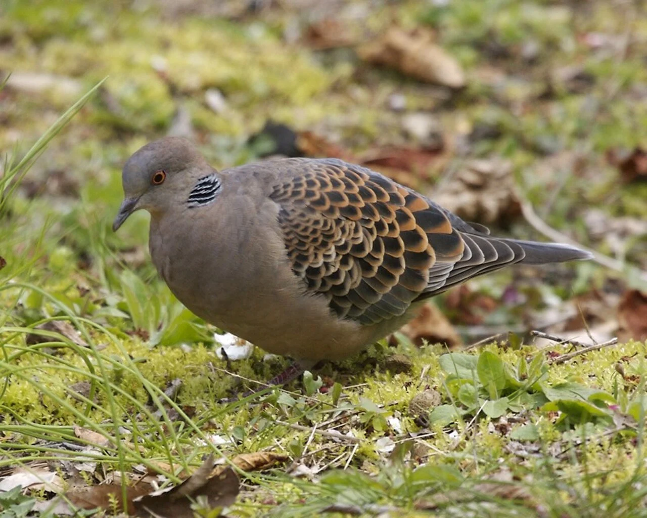 Oriental Turtle Dove (Streptopelia orientalis) — photo 8 of 8