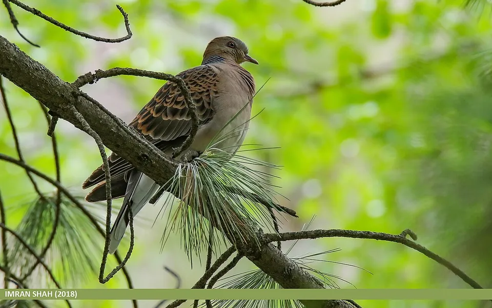 Oriental Turtle Dove (Streptopelia orientalis) — photo 2 of 8