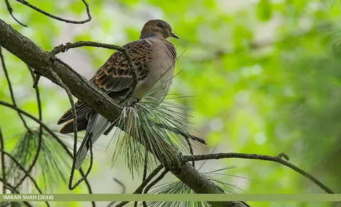 Oriental Turtle Dove (Streptopelia orientalis) — photo 2 of 8